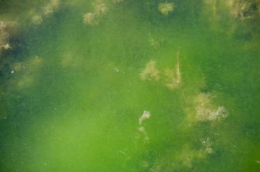 algae growth in pond