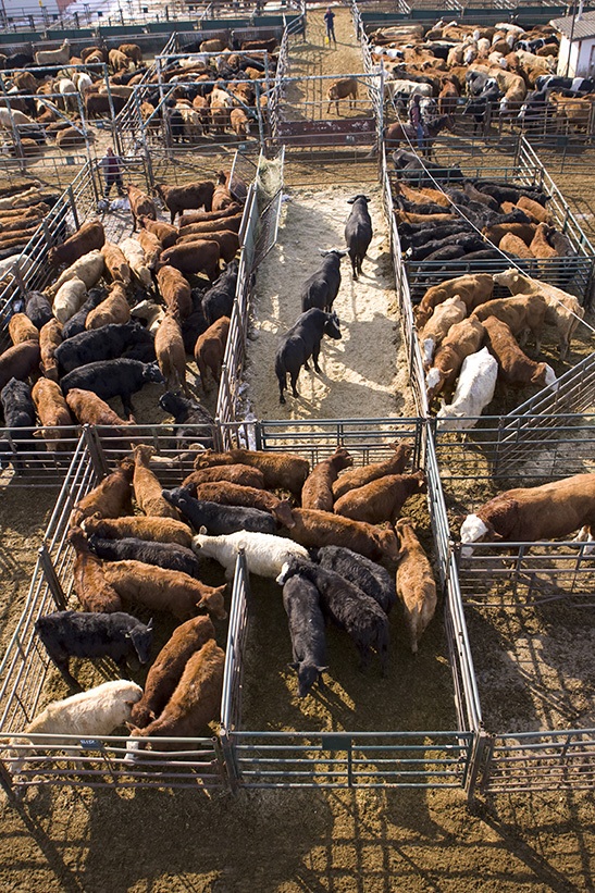 Livestock at auction