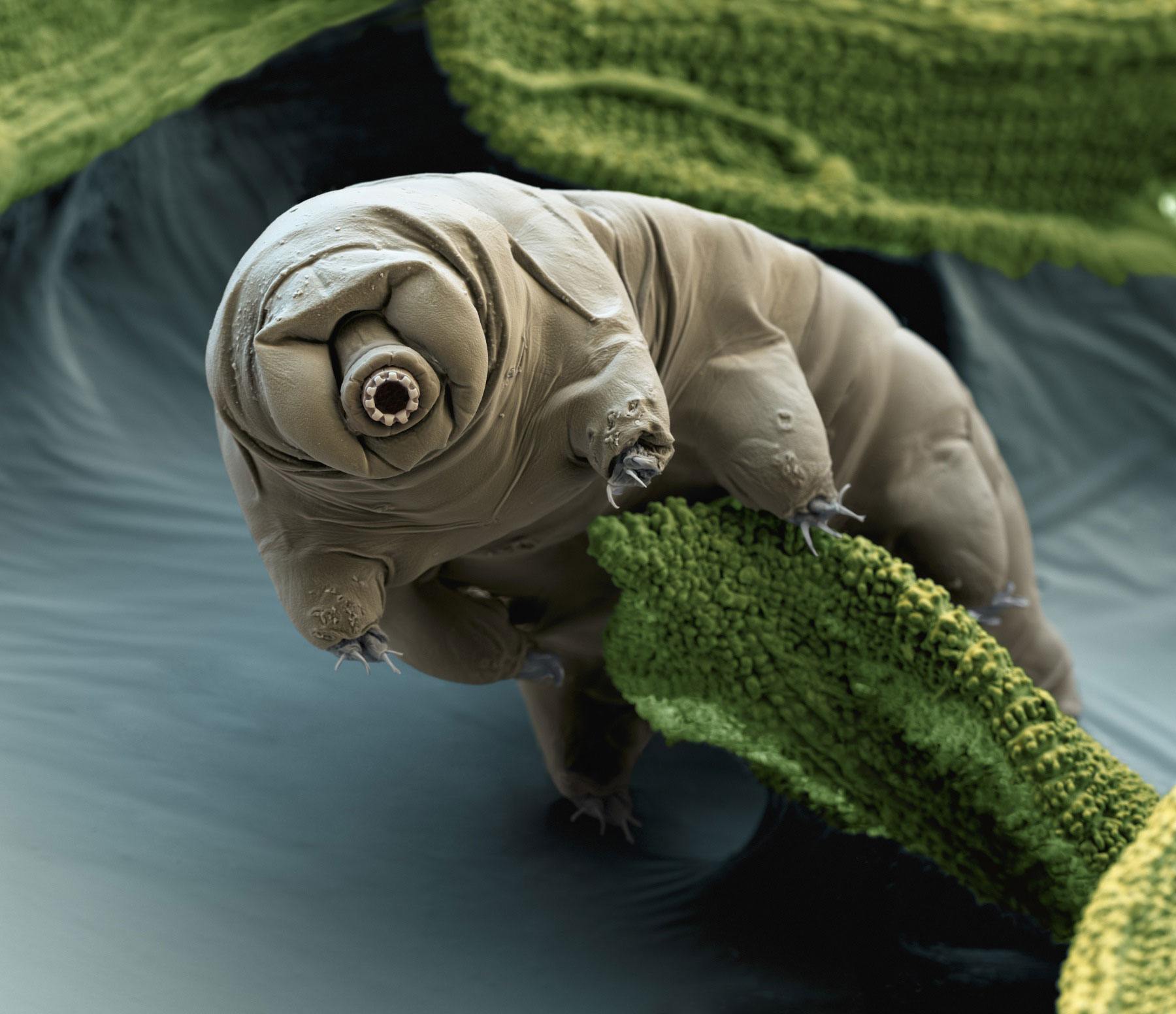 A colorized scanning electron micrograph of a tardigrade. Yes, they look amazing.